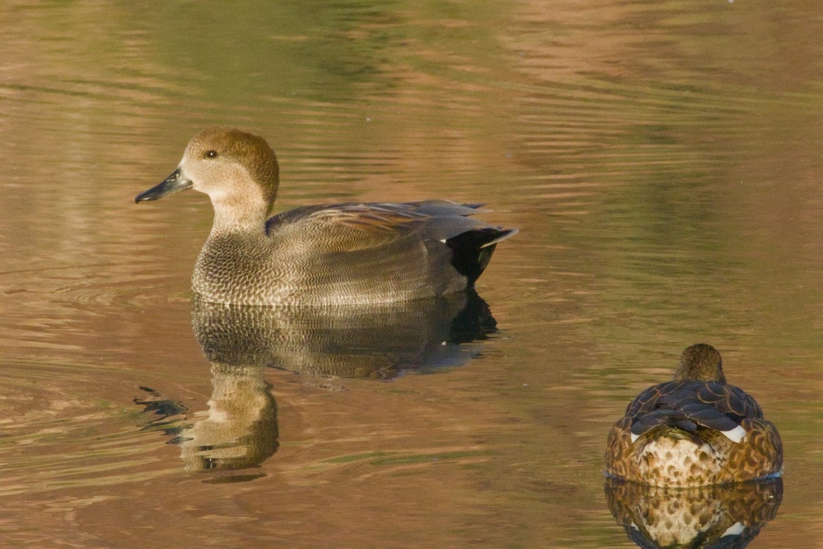 Gadwall - ML646155552