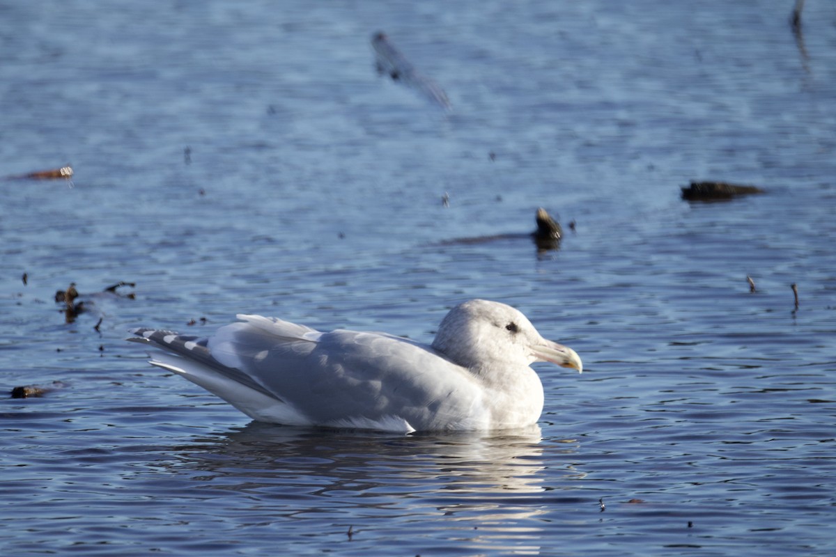 Glaucous-winged Gull - ML646155558