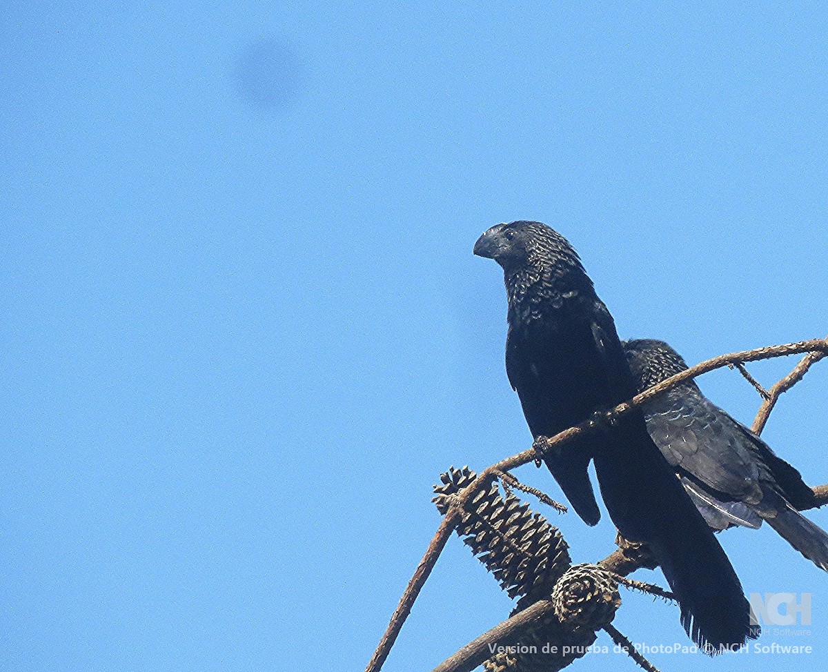 glattnebbani - ML646155562