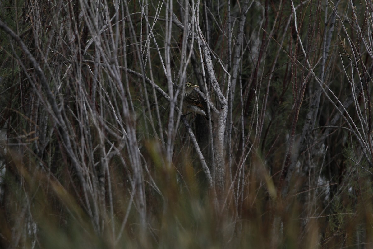Spectacled Tyrant - ML646155564