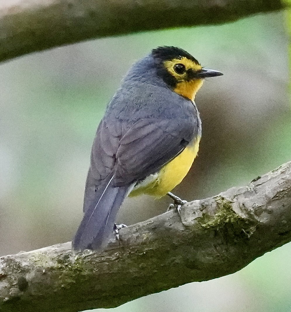 Spectacled Redstart - ML646155565