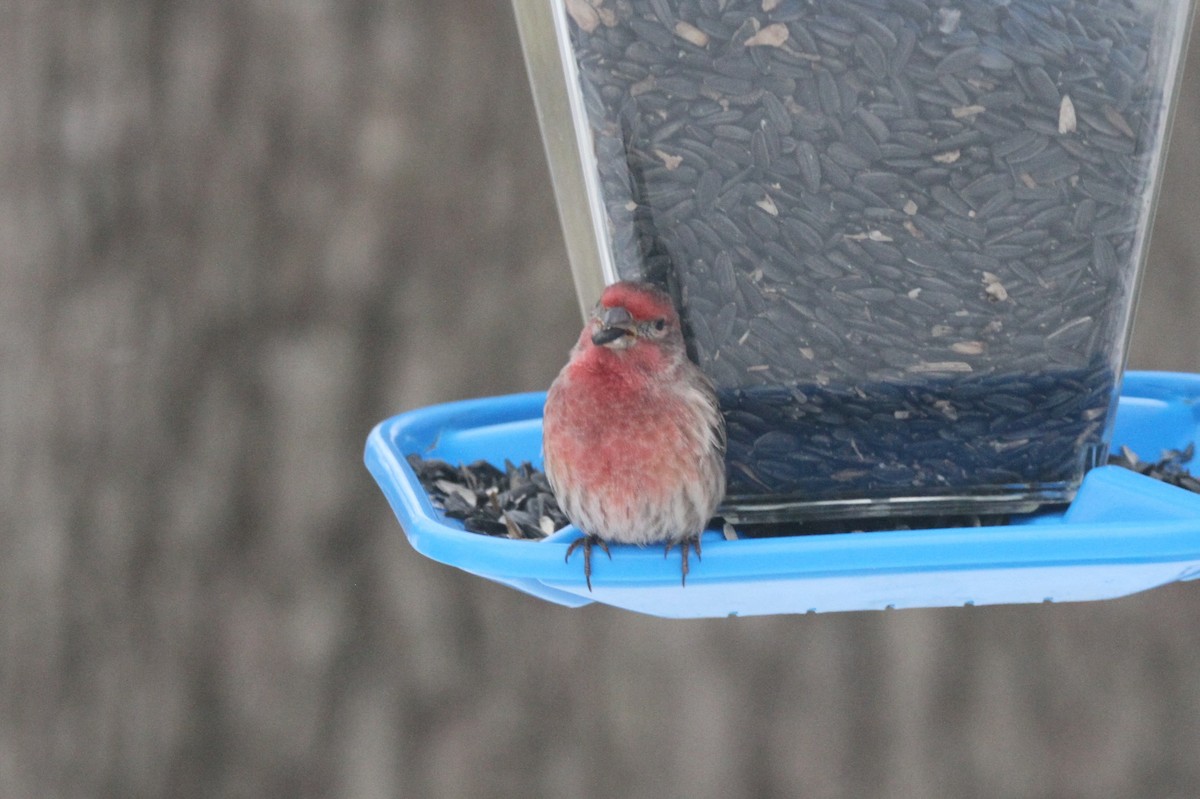 House Finch - ML646155566