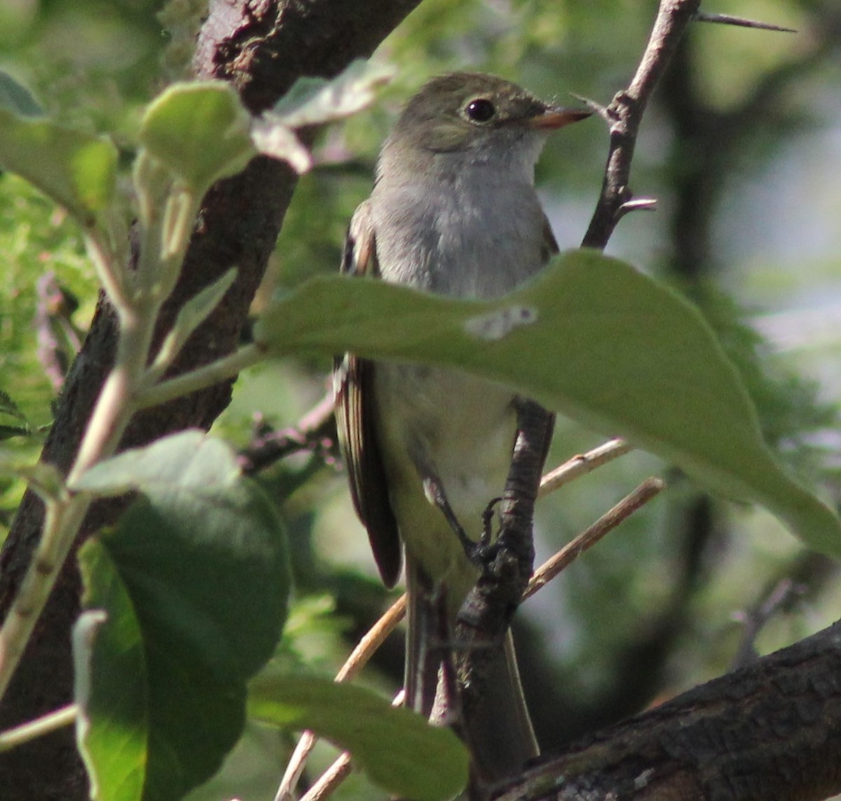 Small-billed Elaenia - ML646155567