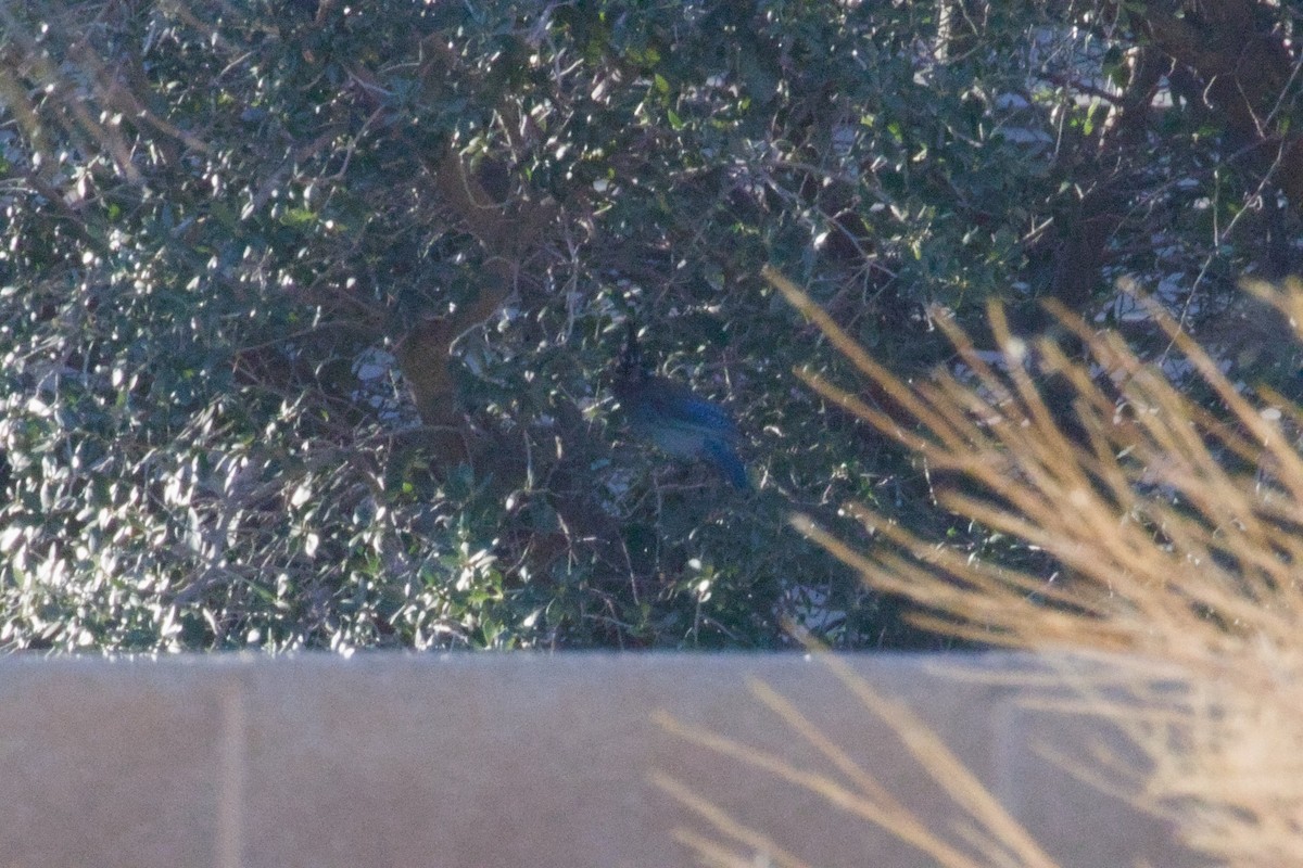 Steller's Jay (Southwest Interior) - ML646155568