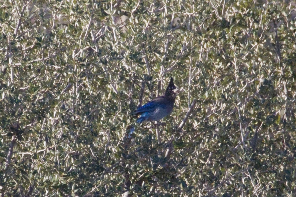 Steller's Jay (Southwest Interior) - ML646155569