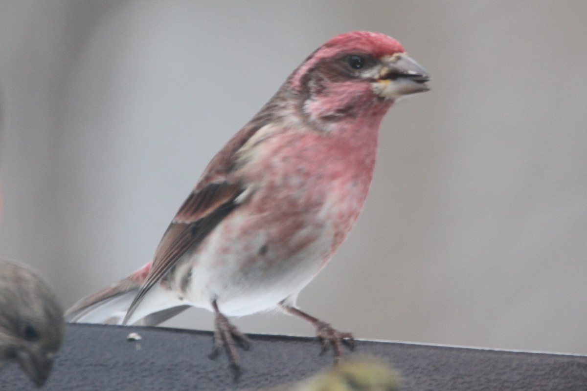 Purple Finch - ML646155571