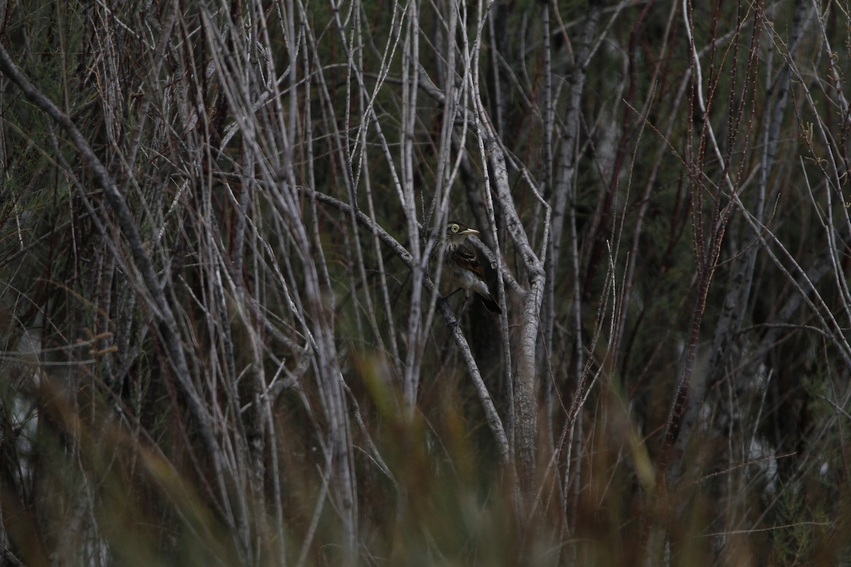 Spectacled Tyrant - ML646155572