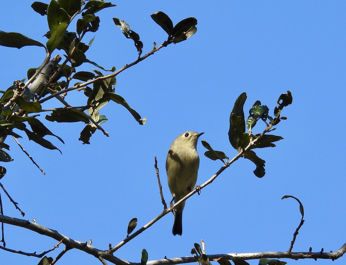 Ruby-crowned Kinglet - ML646155575