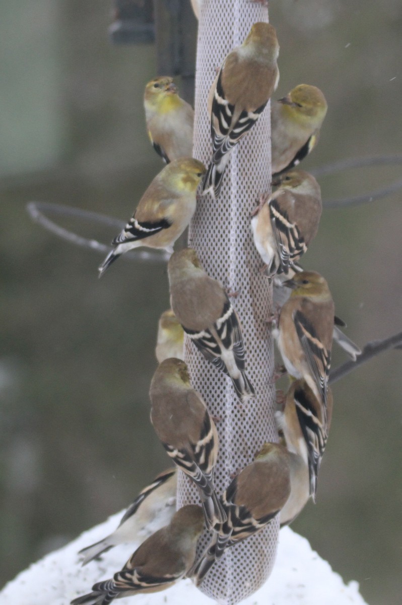 American Goldfinch - ML646155584