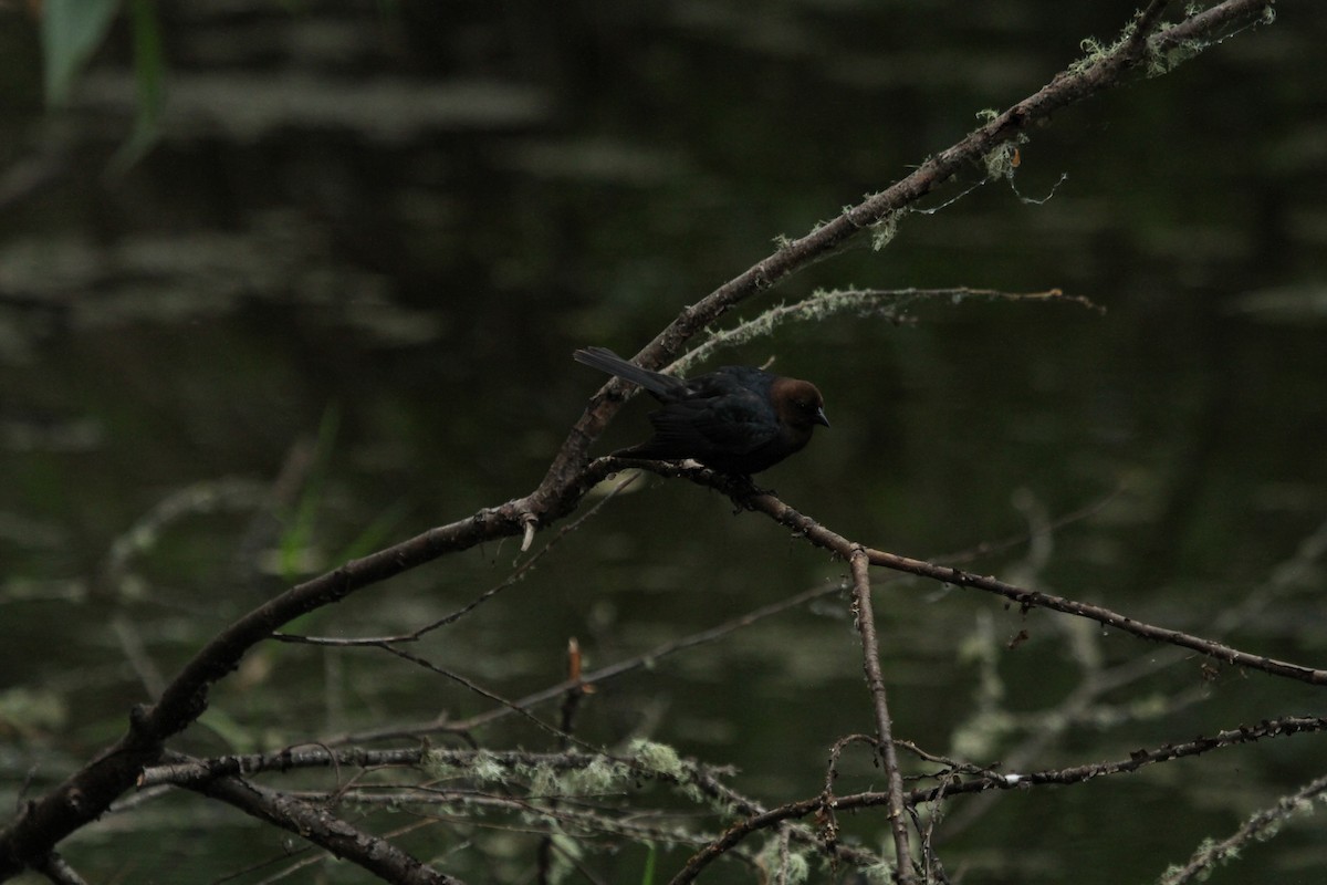 Brown-headed Cowbird - ML646155589