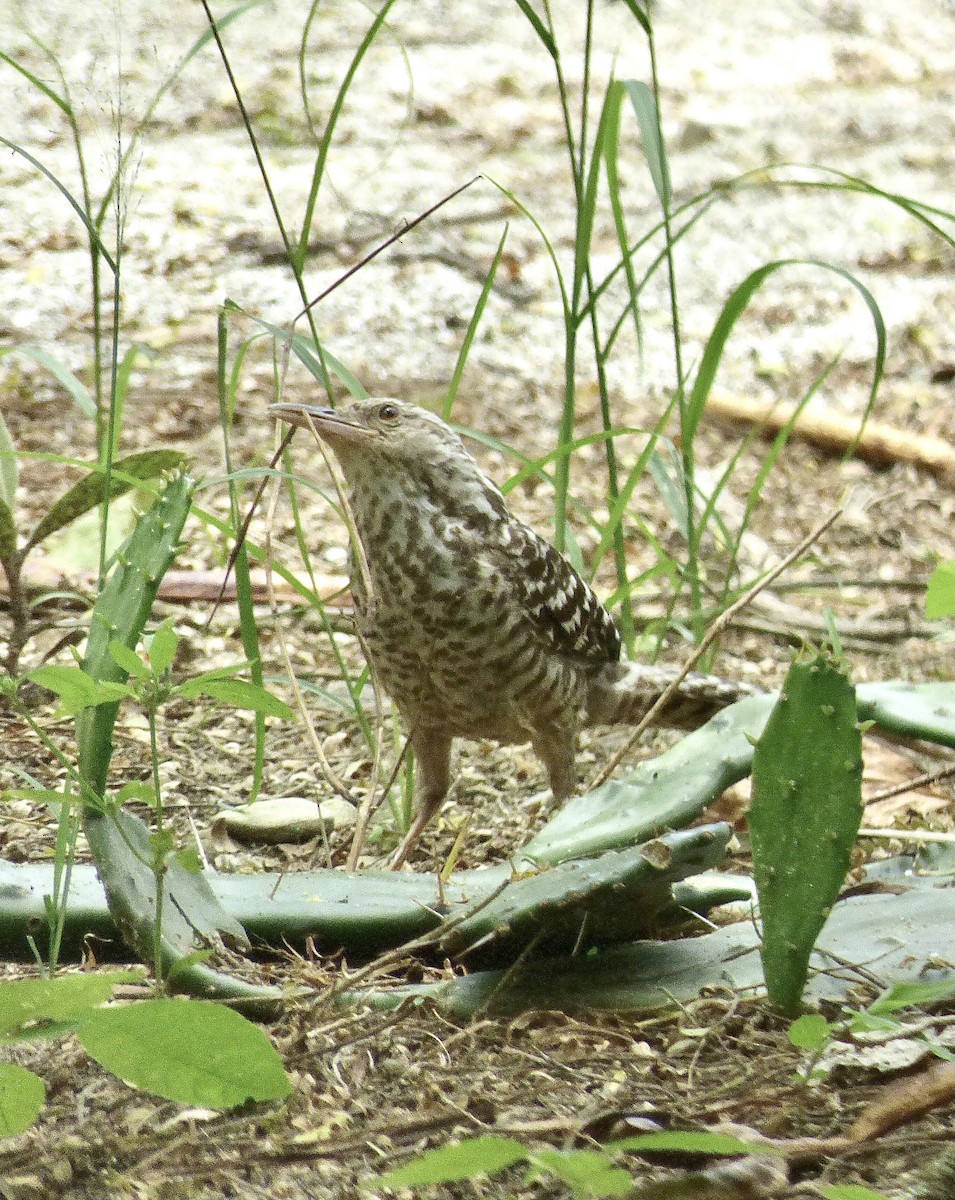 Fasciated Wren - ML646155602