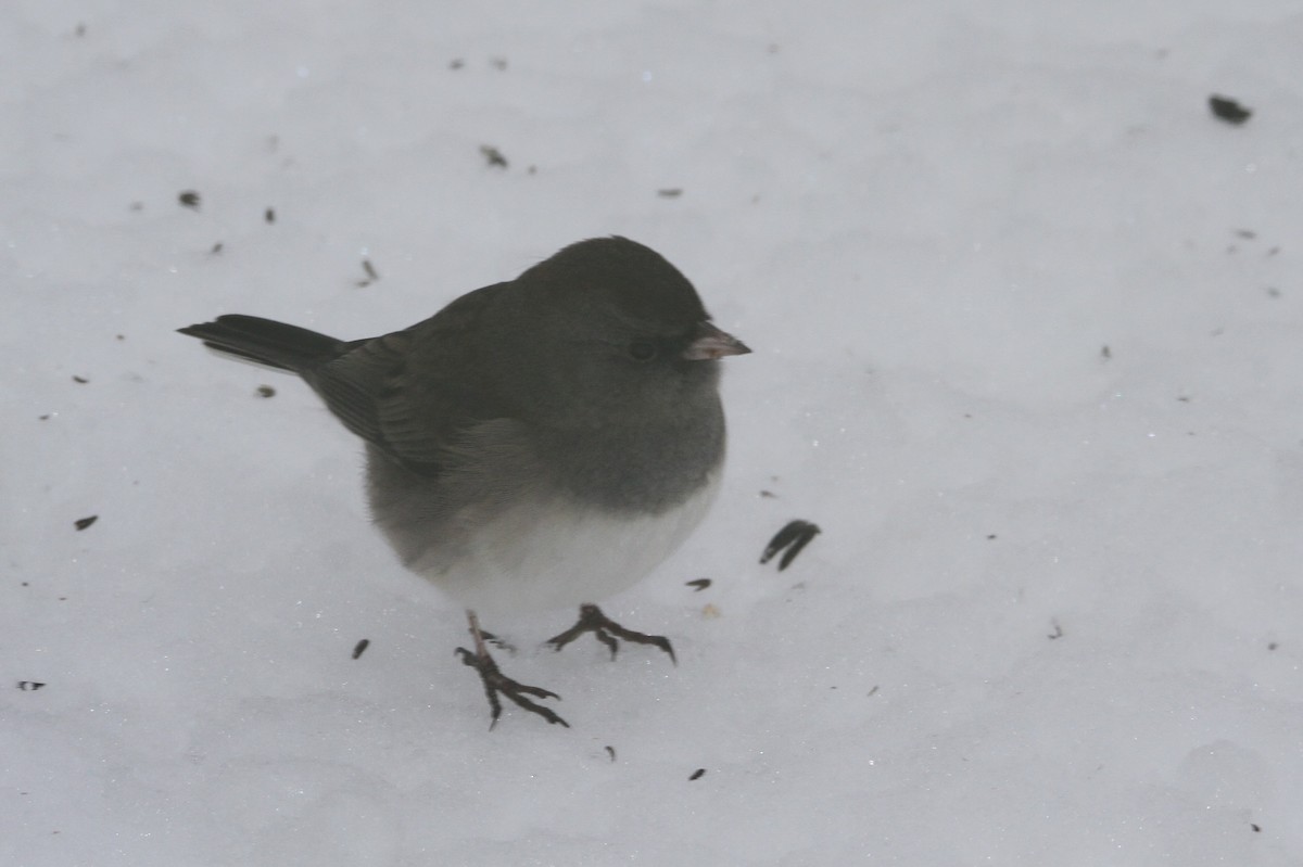 Dark-eyed Junco - ML646155604