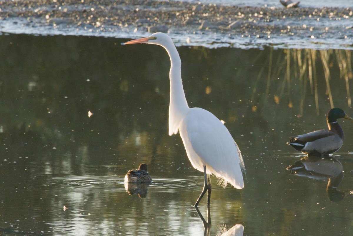 ダイサギ - ML646155608