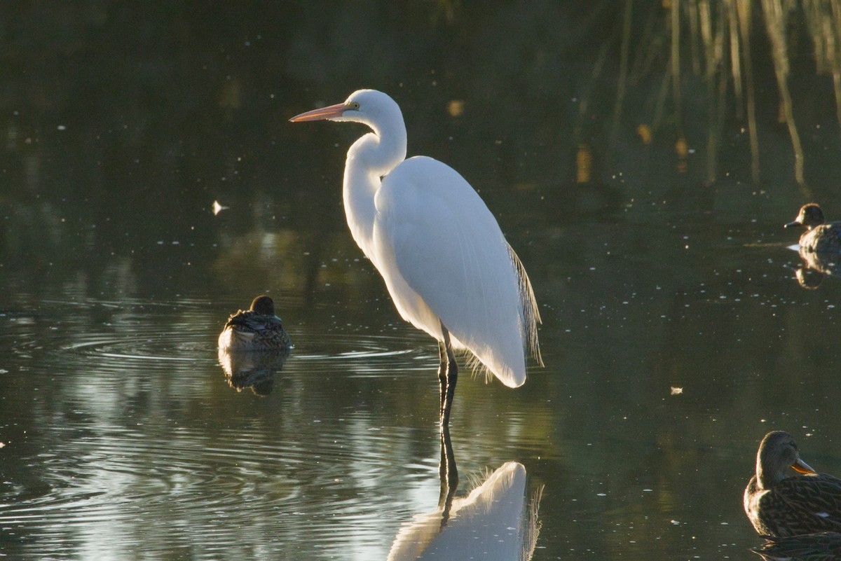 ダイサギ - ML646155611