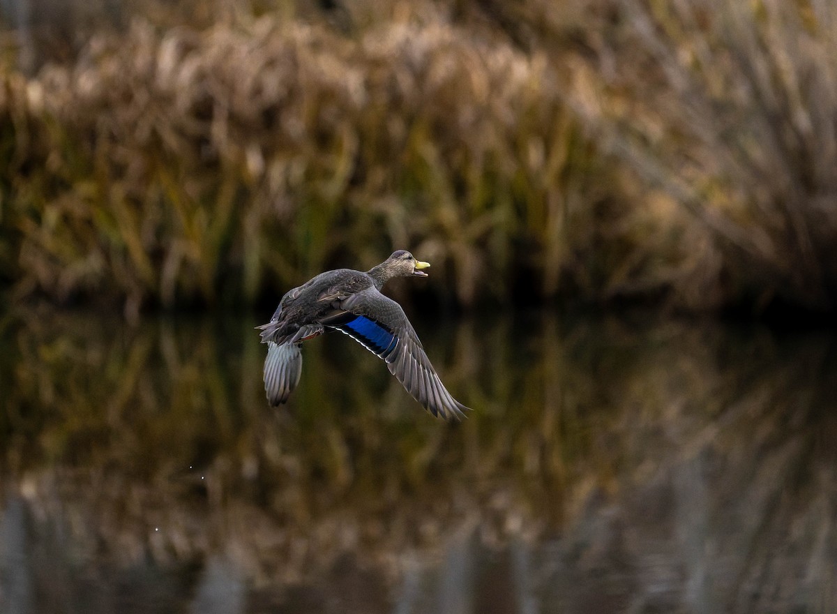 American Black Duck - ML646155614
