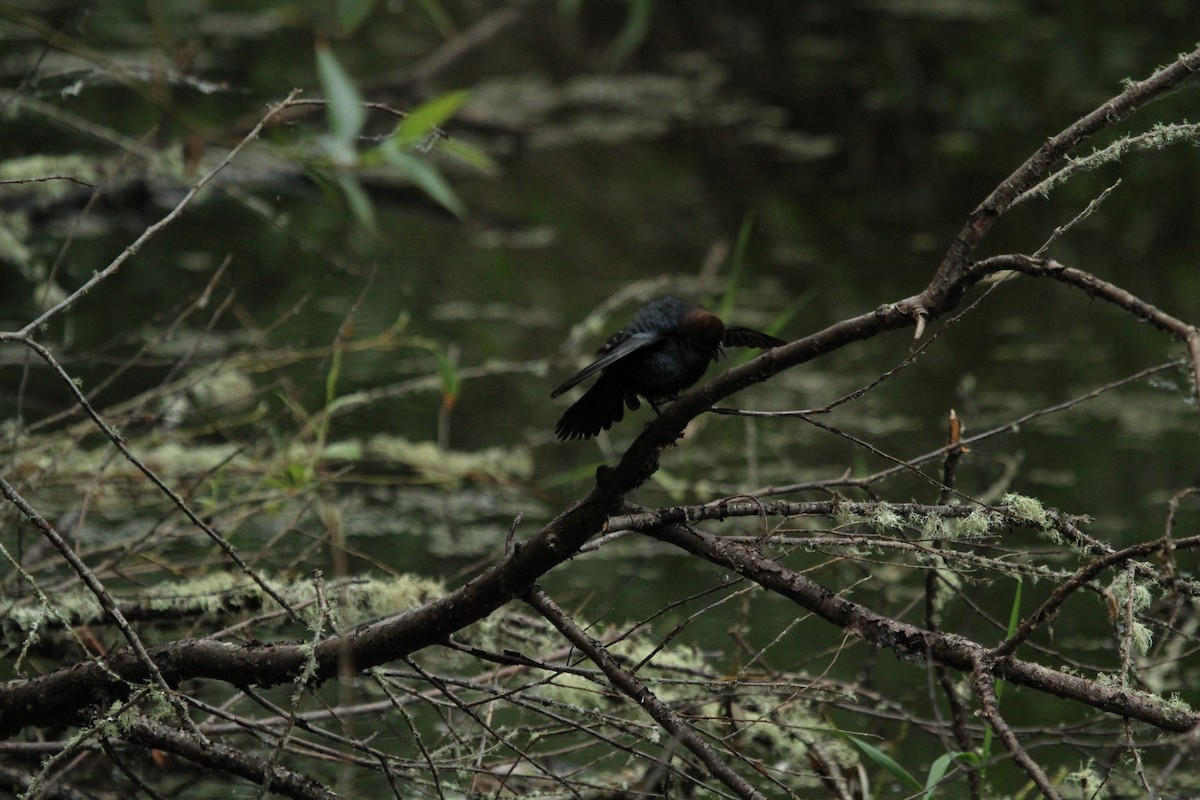 Brown-headed Cowbird - ML646155615