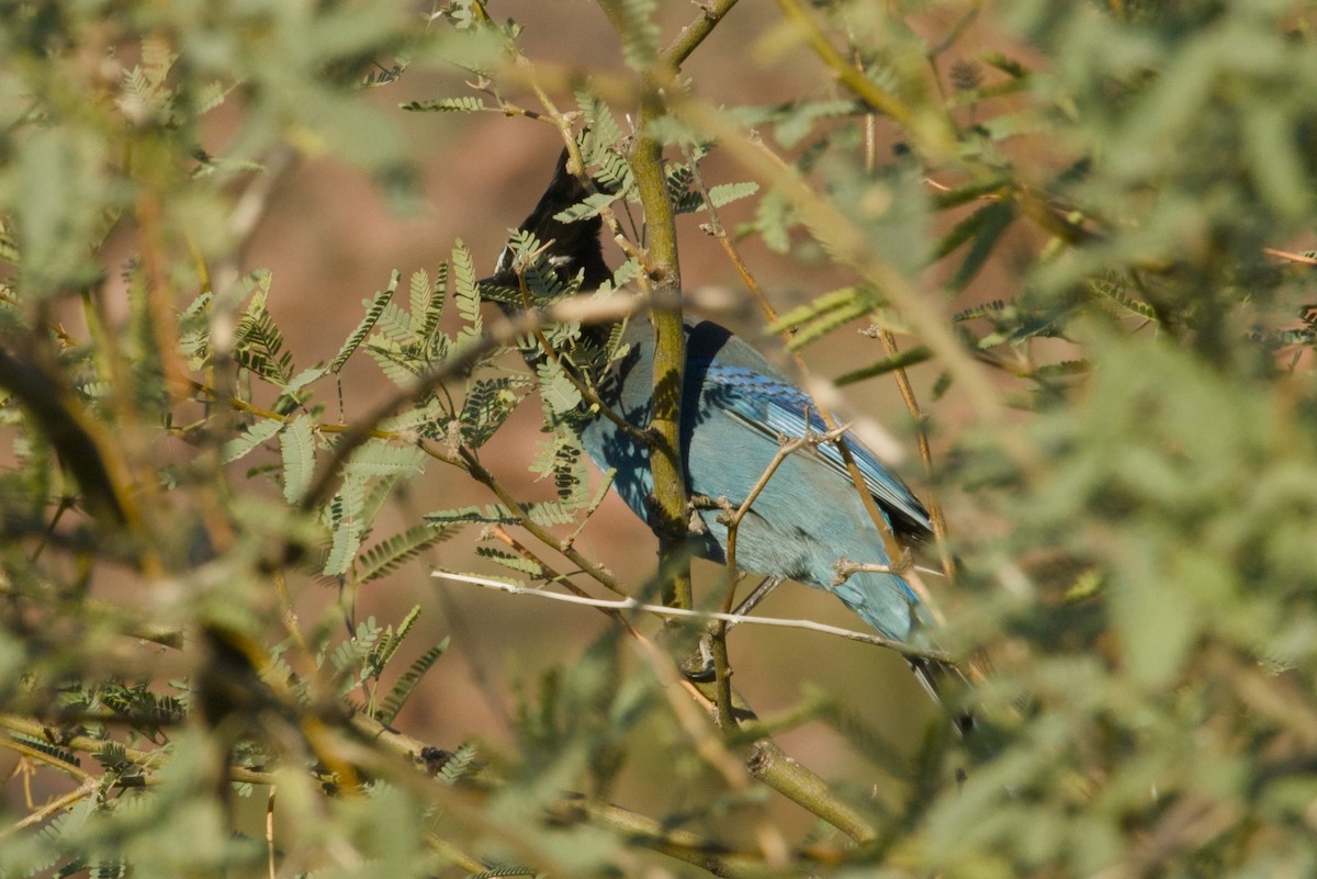 Steller's Jay (Southwest Interior) - ML646155616