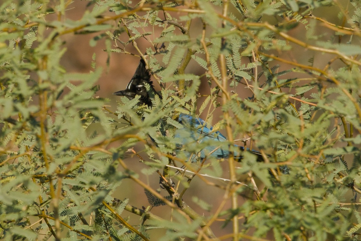 Steller's Jay (Southwest Interior) - ML646155617