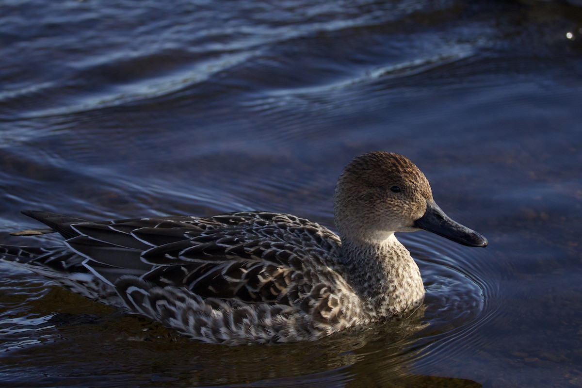 Northern Pintail - ML646155620
