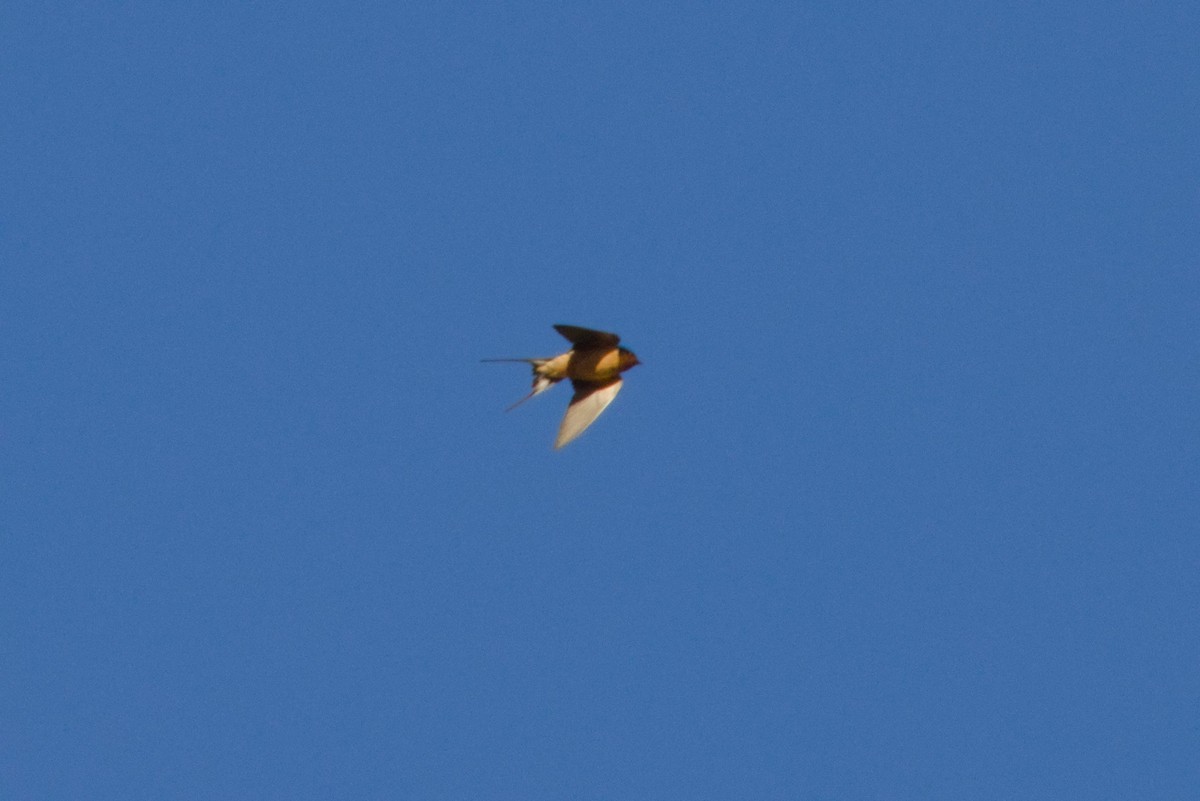 Barn Swallow - ML646155621