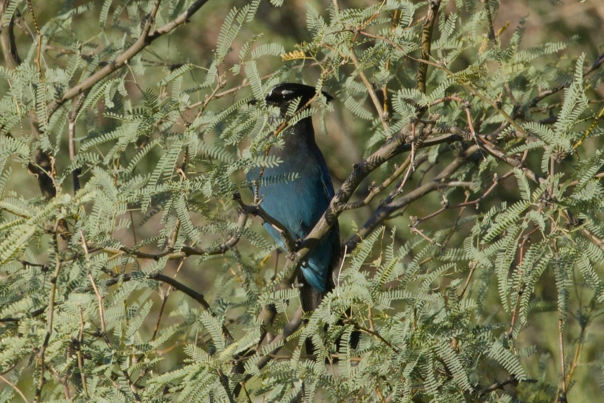 Steller's Jay (Southwest Interior) - ML646155624