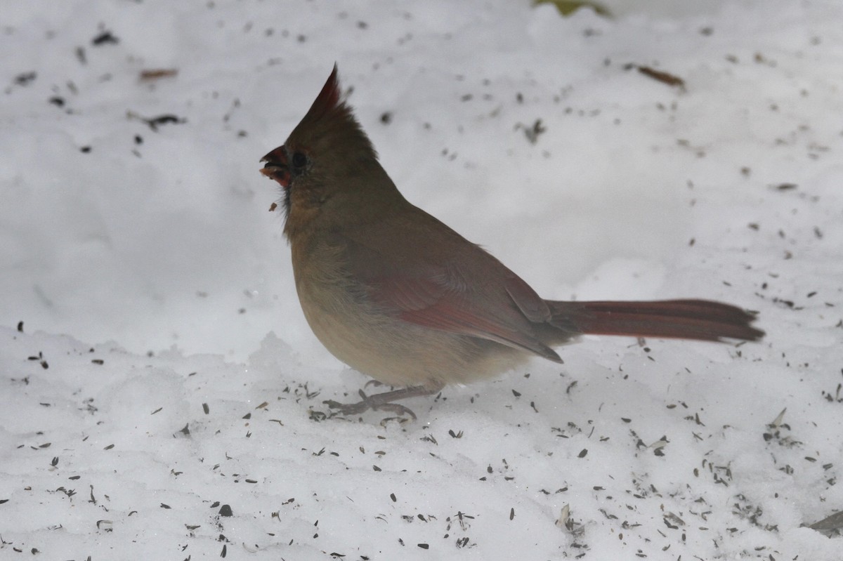 Northern Cardinal - ML646155625