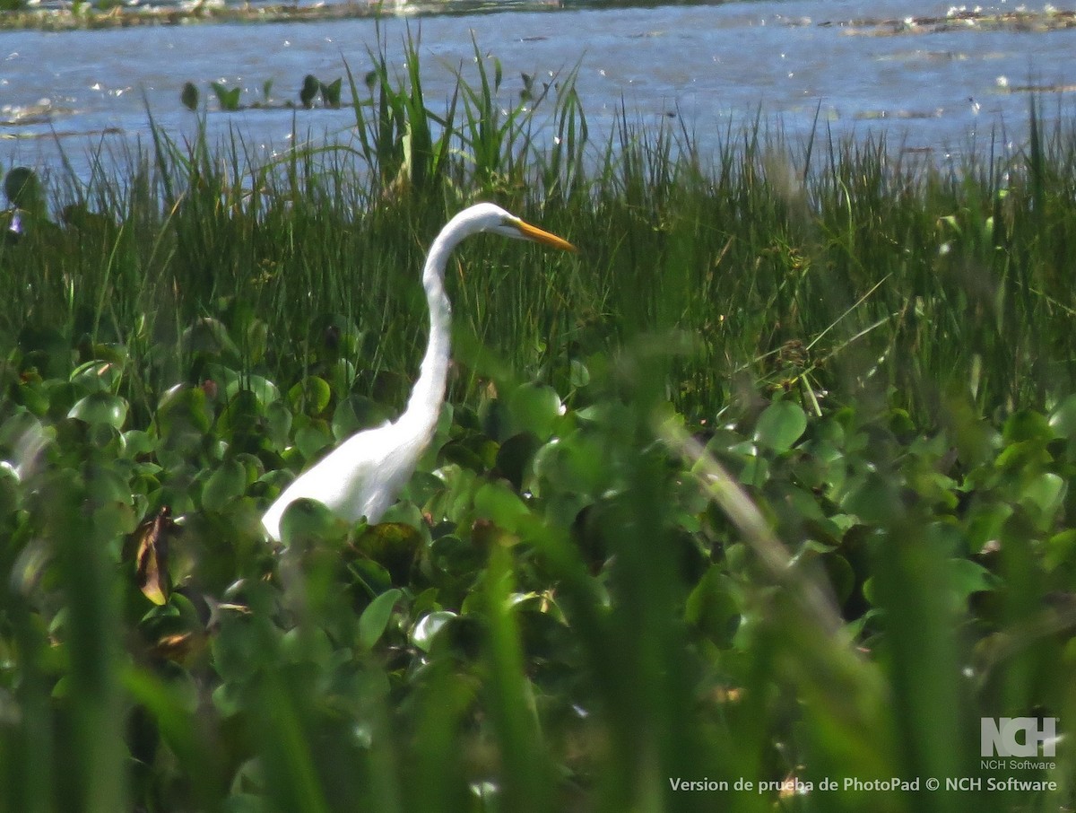 ダイサギ - ML646155630