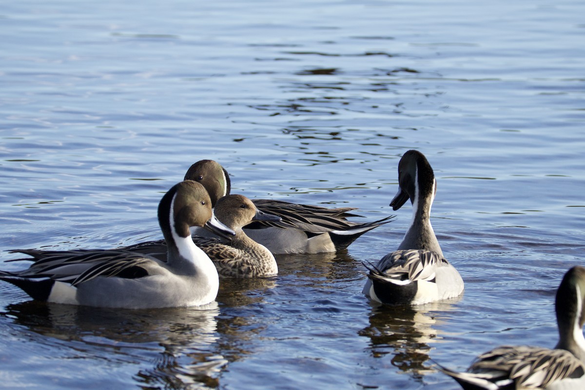 Northern Pintail - ML646155637
