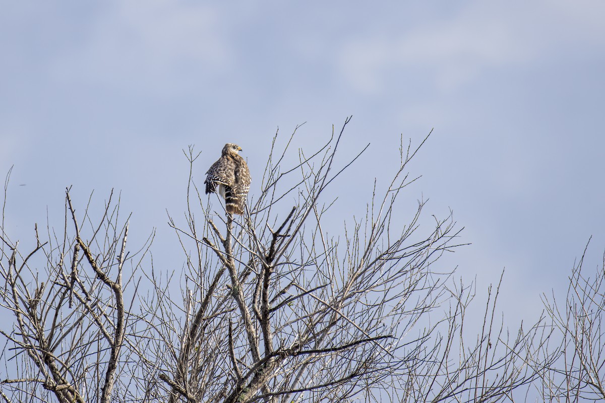 Red-shouldered Hawk - ML646155643