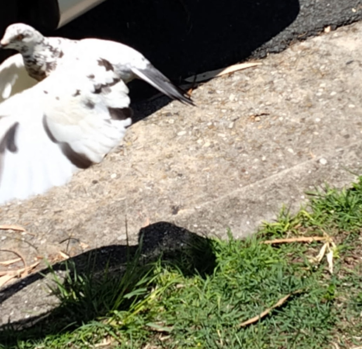 holub skalní (domácí) - ML646155646