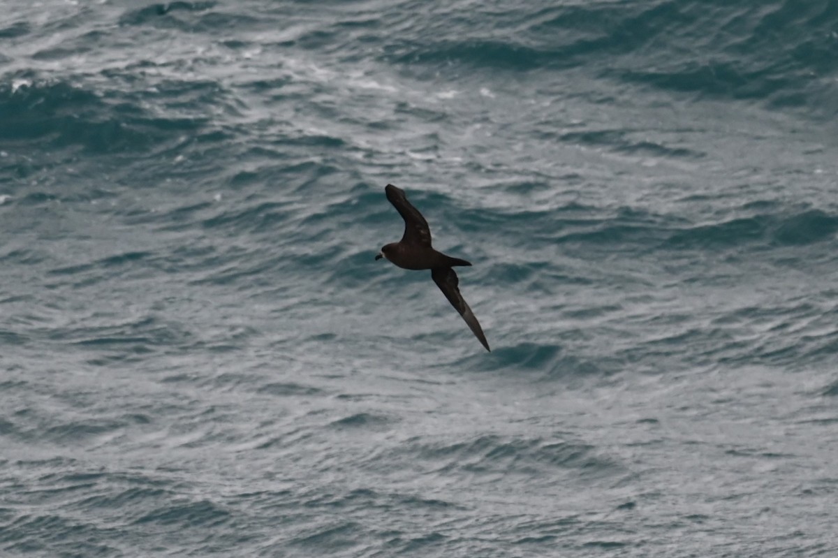 Gray-faced Petrel - ML646155648