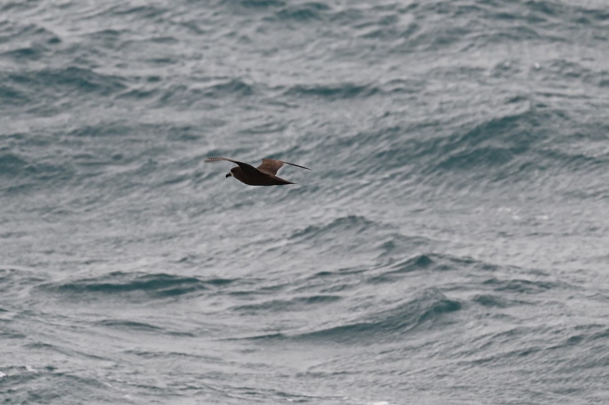 Gray-faced Petrel - ML646155649