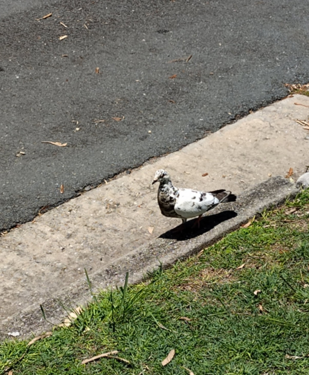 holub skalní (domácí) - ML646155654