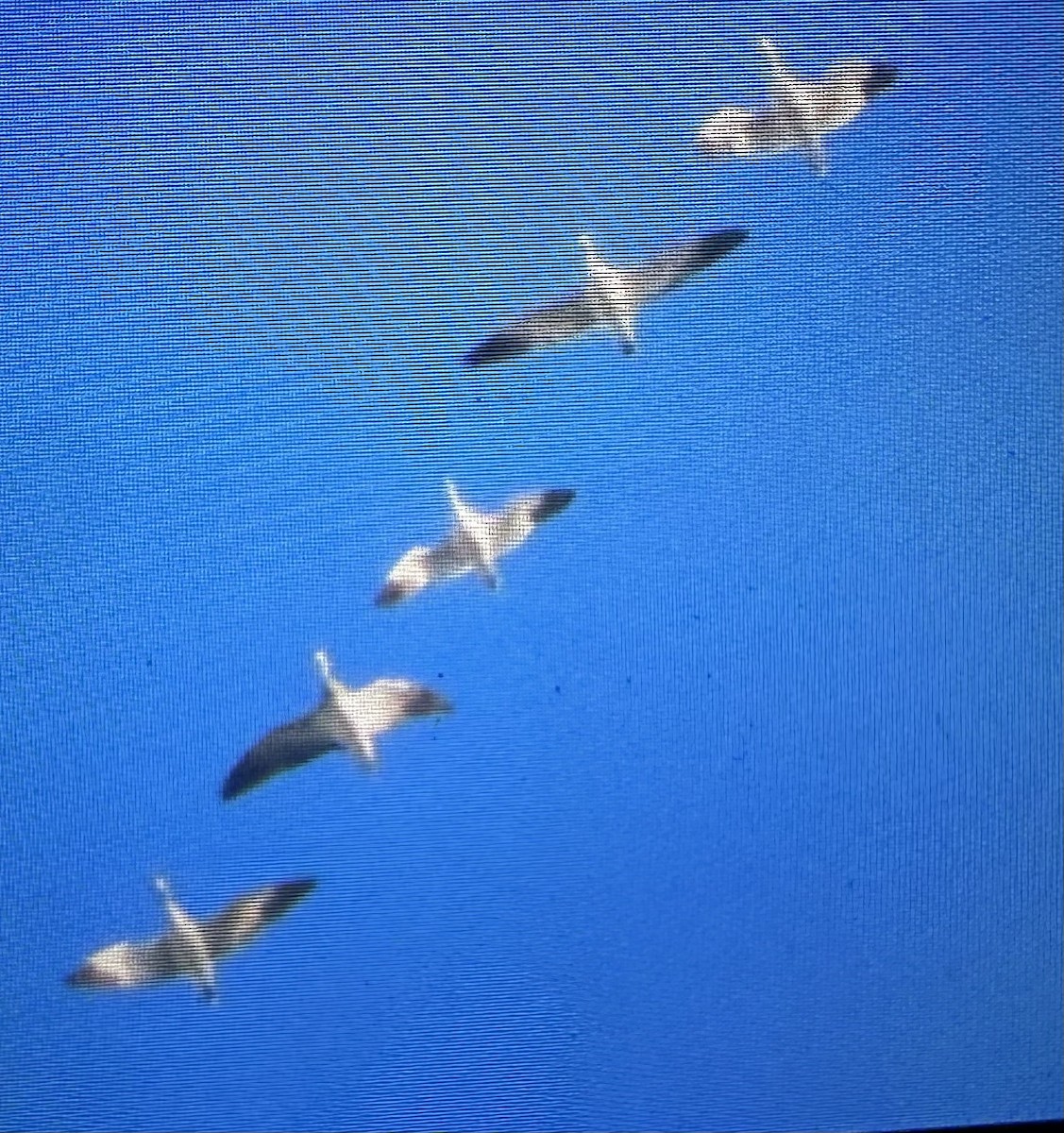 Ross's Goose - ML646155659