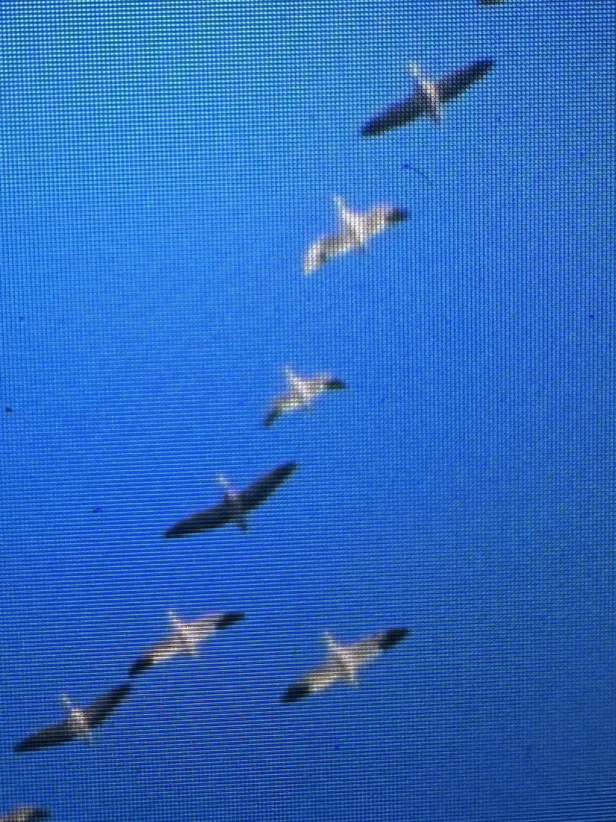 Ross's Goose - ML646155660