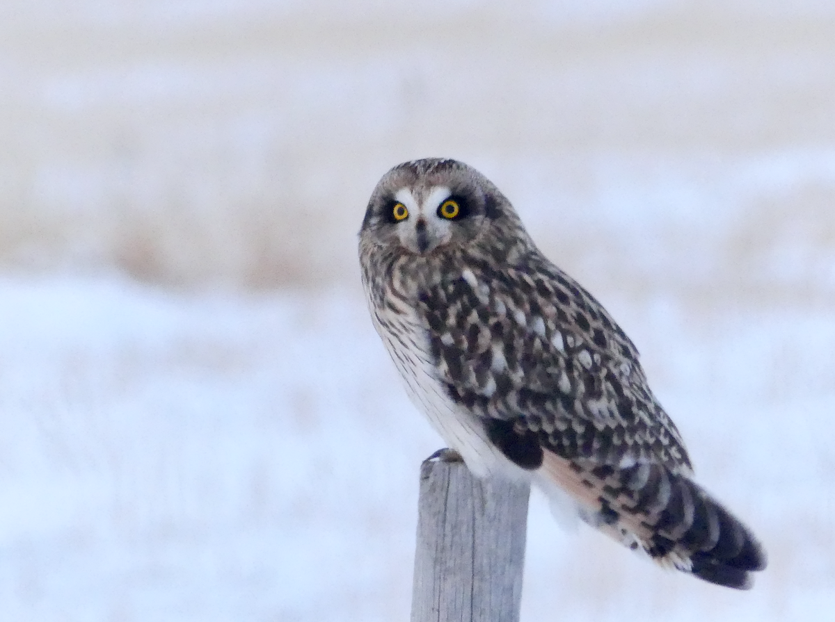 Short-eared Owl - ML646155664
