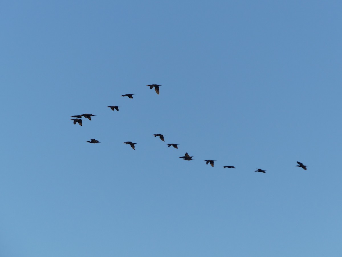 Neotropic Cormorant - ML646155668