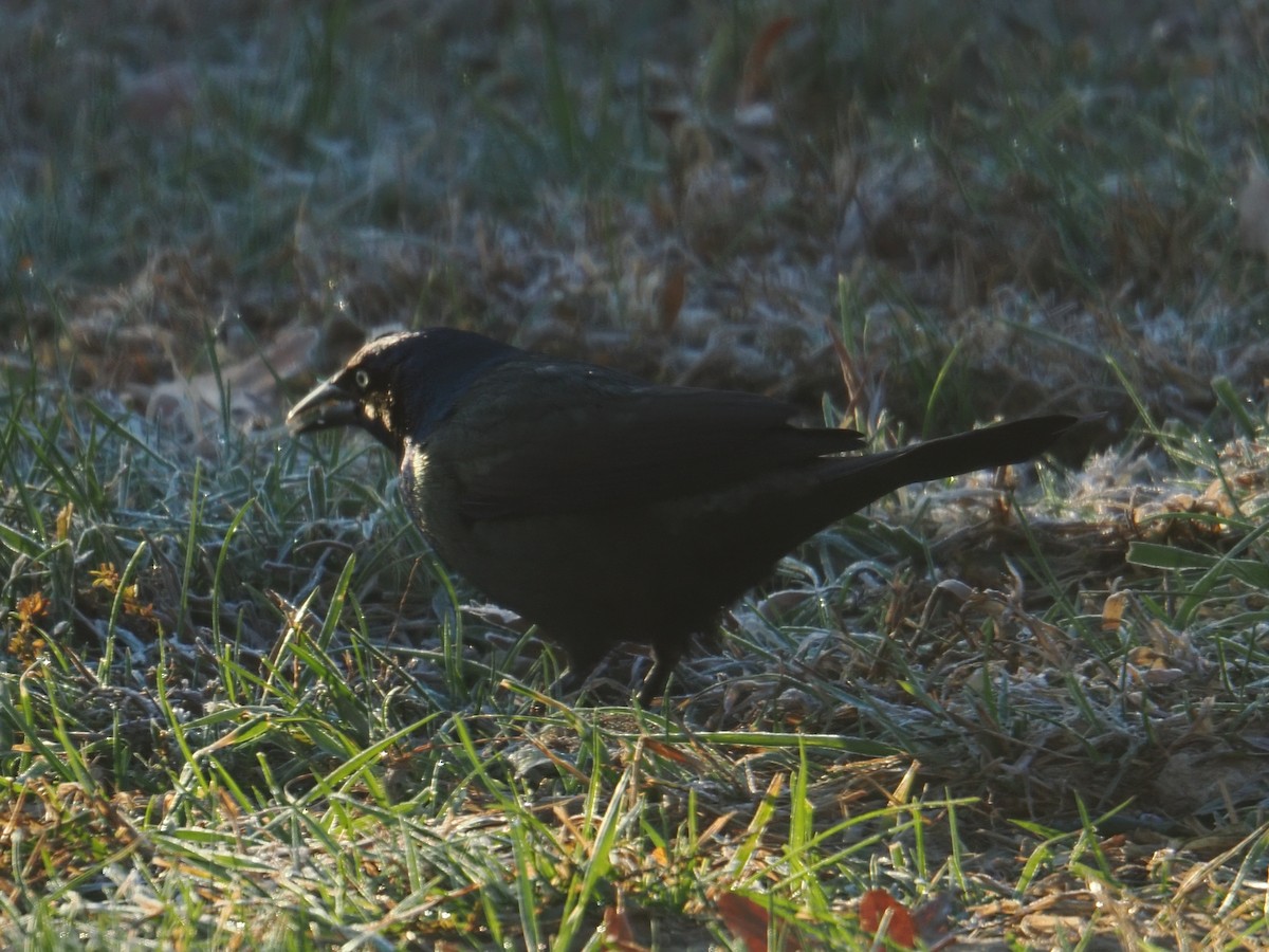 Zanate Común - ML646155669