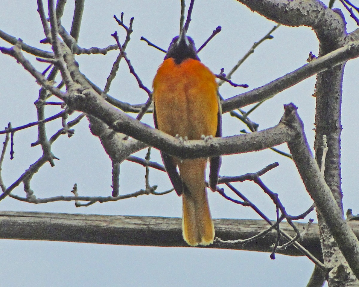 Балтиморский трупиал - ML646155672