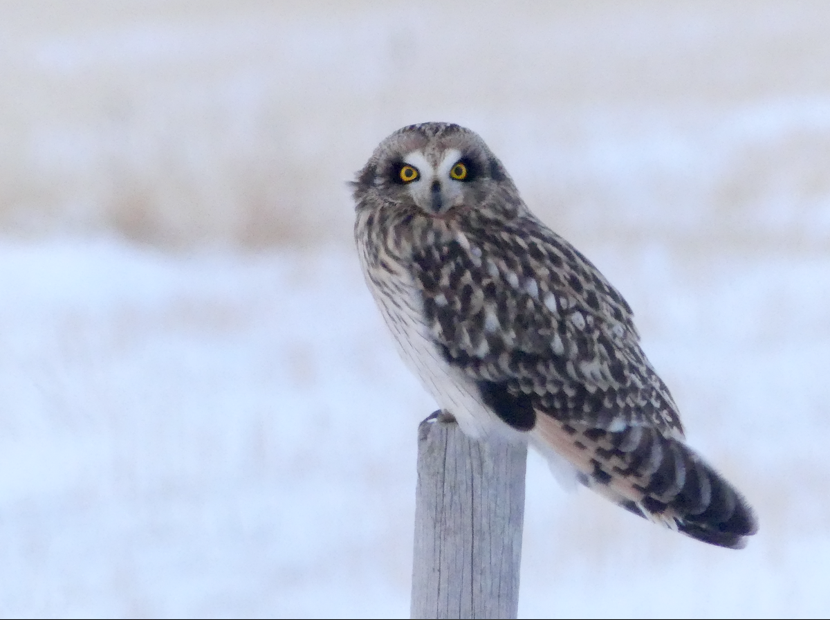 Short-eared Owl - ML646155684