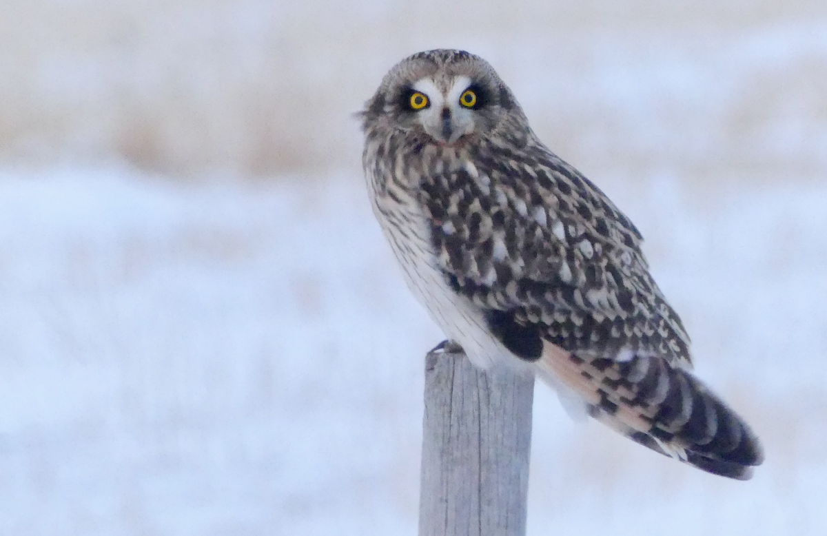 Short-eared Owl - ML646155692