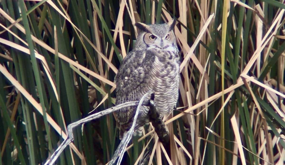 Great Horned Owl - ML646155695