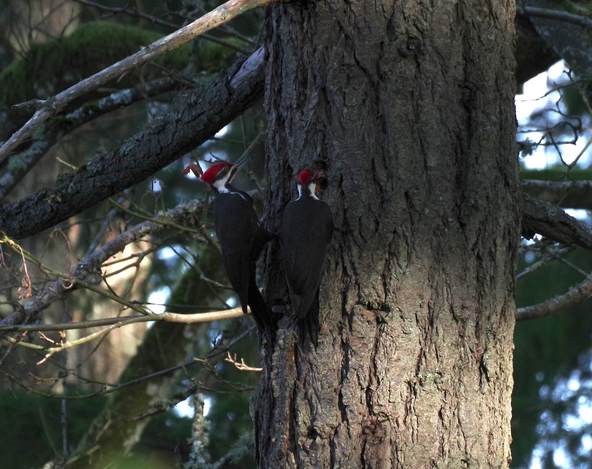 Pileated Woodpecker - ML646155699