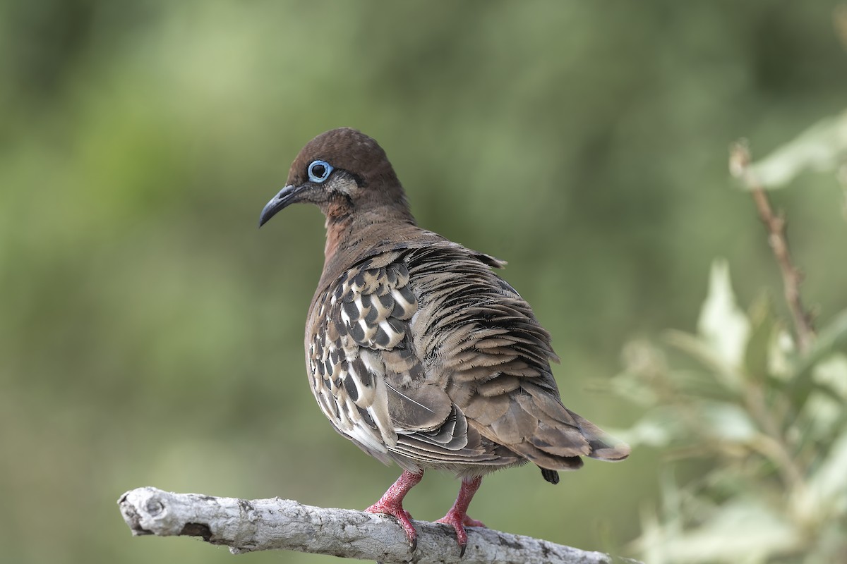 Galapagos Dove - ML646155703