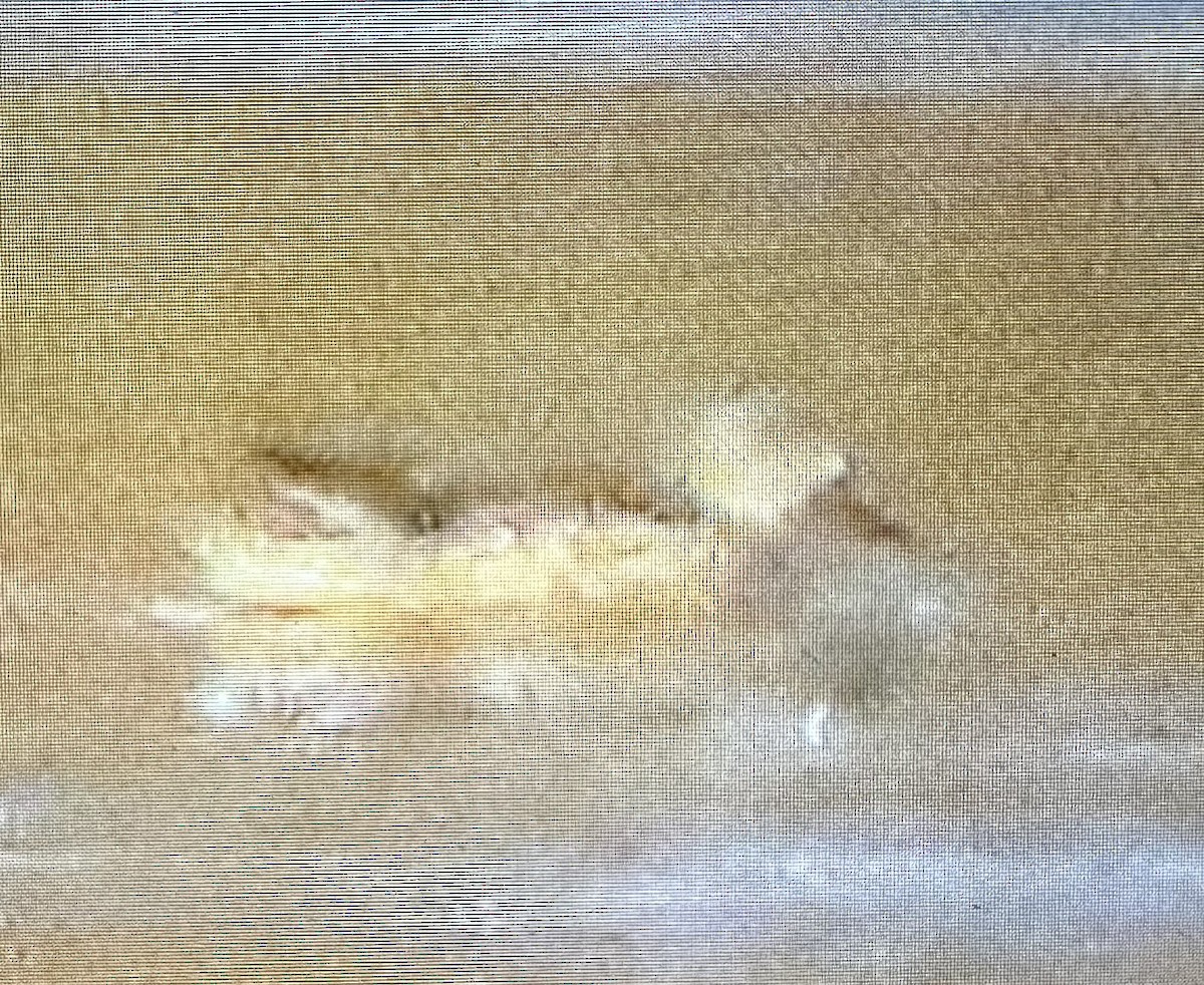 Blue-winged Teal - ML646155709