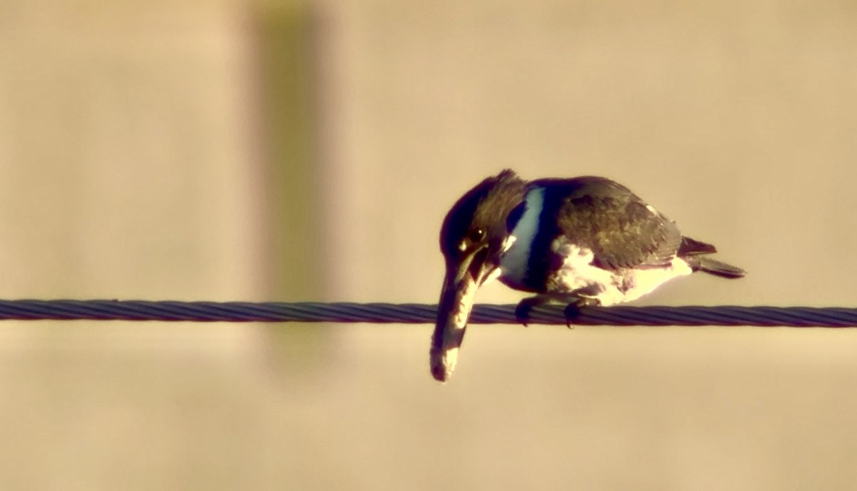 Belted Kingfisher - ML646155712