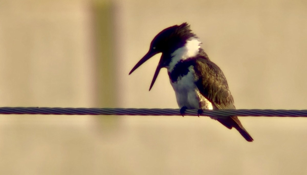 Belted Kingfisher - ML646155713