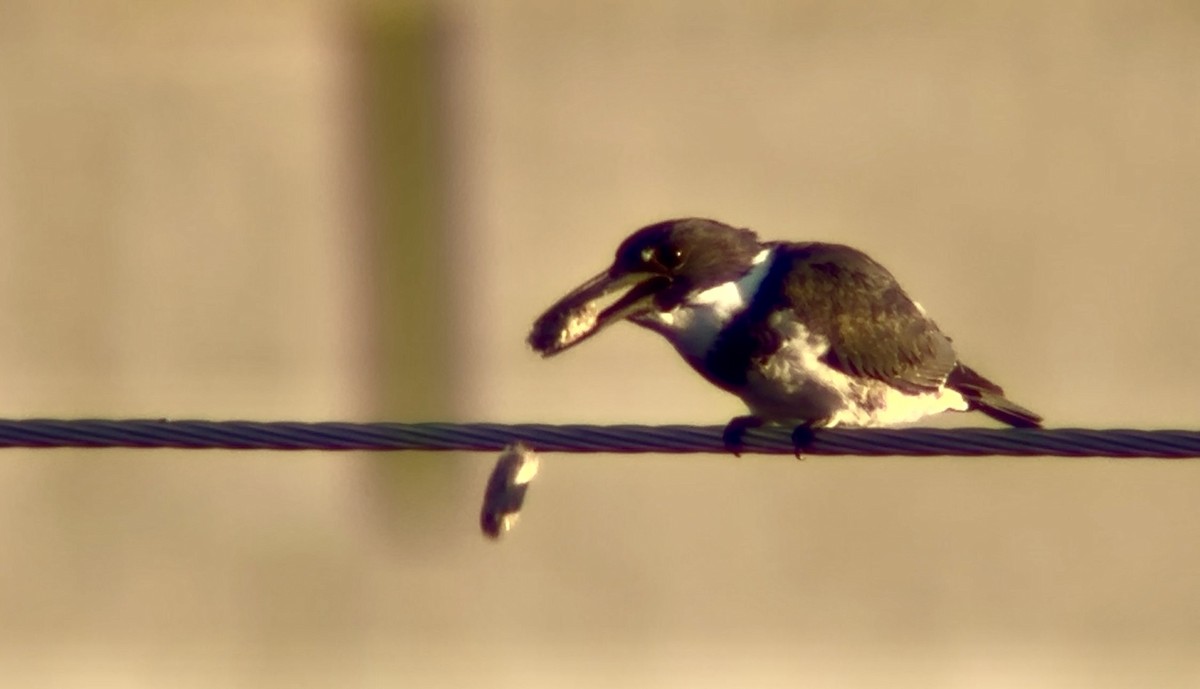 Belted Kingfisher - ML646155714