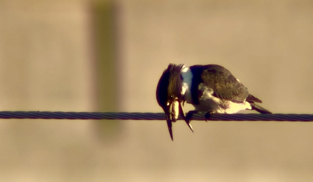 Belted Kingfisher - ML646155715