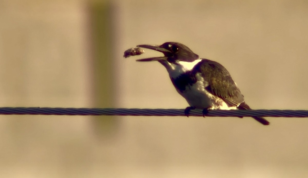 Belted Kingfisher - ML646155716